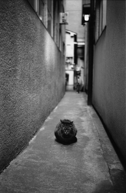 Back alley cat