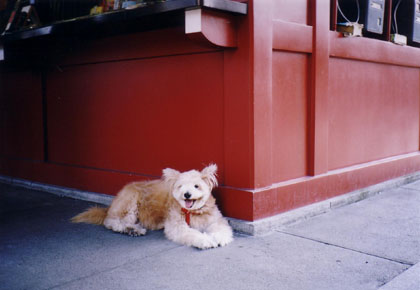 浅草寺の犬